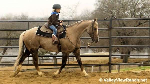 chocolate-palomino-roan