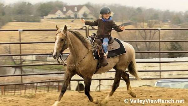 kid-safe-quarter-horse