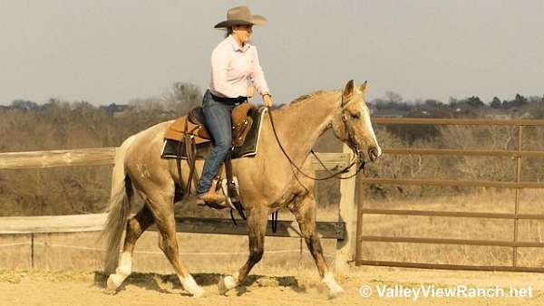 chocolate-beginner-horse