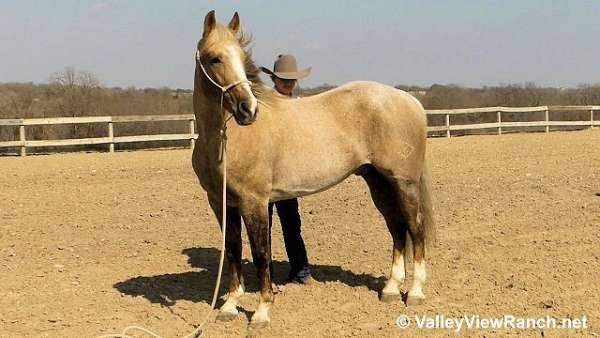 chocolate-kid-safe-horse