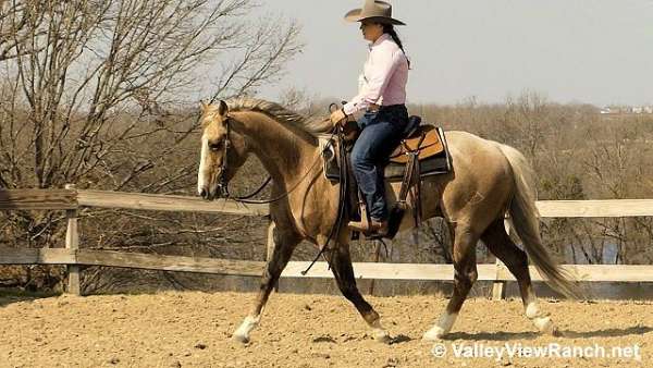 chocolate-quarter-horse-gelding