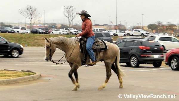 ranch-work-quarter-horse