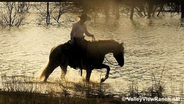 trail-quarter-horse