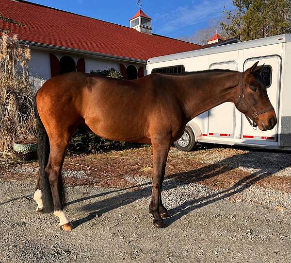 fences-dutch-warmblood-horse