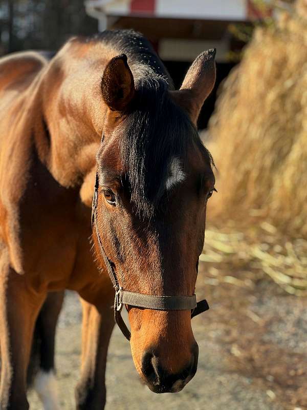 field-dutch-warmblood-horse