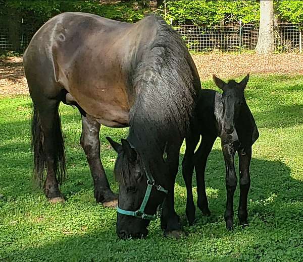 friesian-horse-for-sale