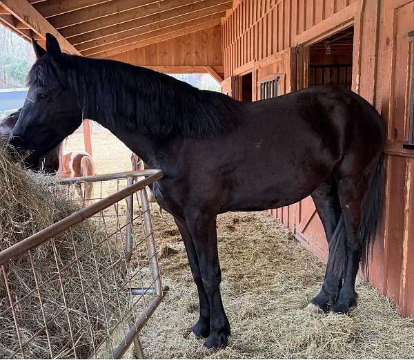 friesian-horse