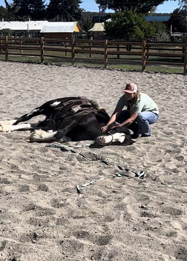 adults-gypsy-vanner-pony