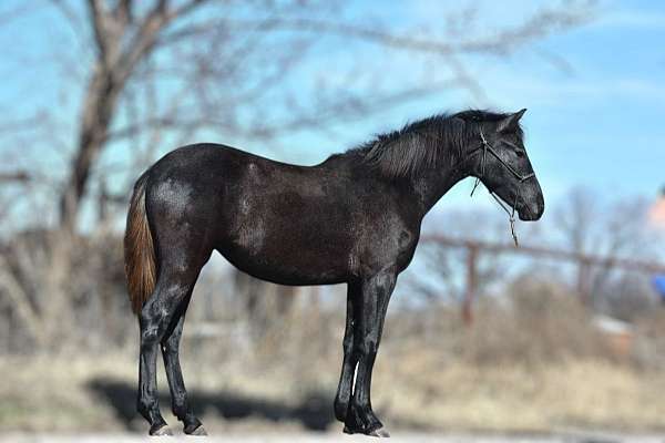 friesian-andalusian-horse