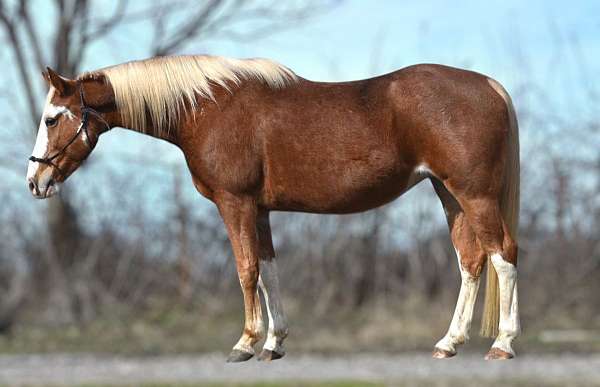 all-around-pinto-horse