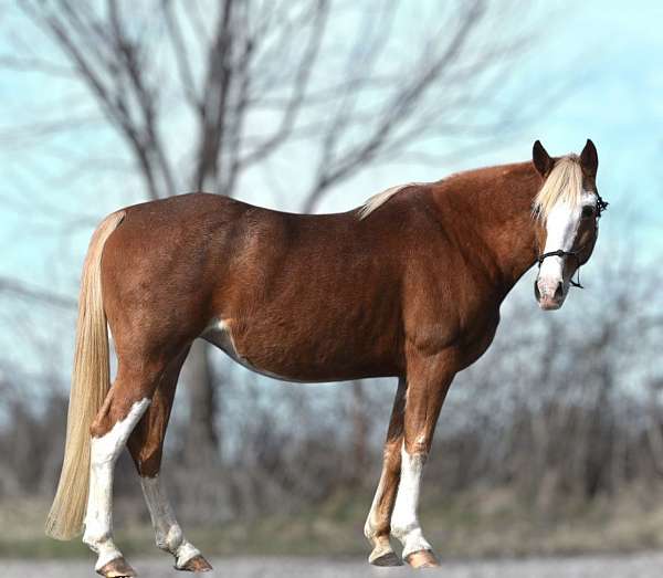 endurance-pinto-horse