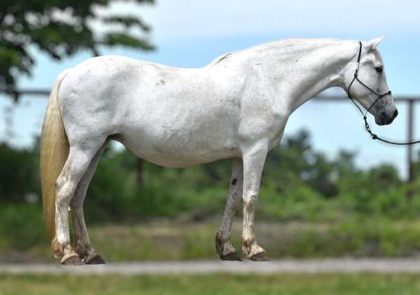 all-around-pinto-horse