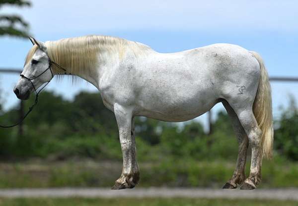 endurance-pinto-horse