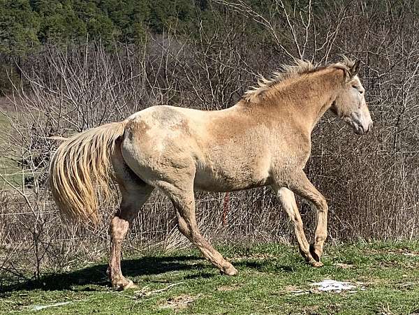 arabian-half-arabian-colt