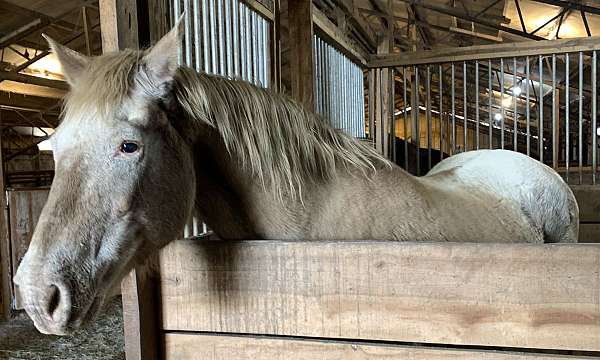 beginner-appaloosa-horse