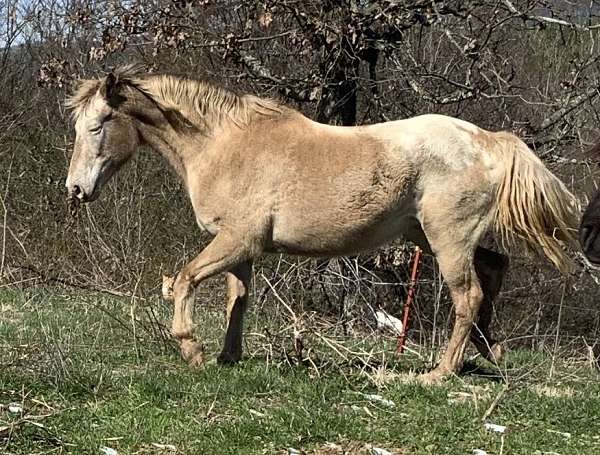 breeding-appaloosa-horse