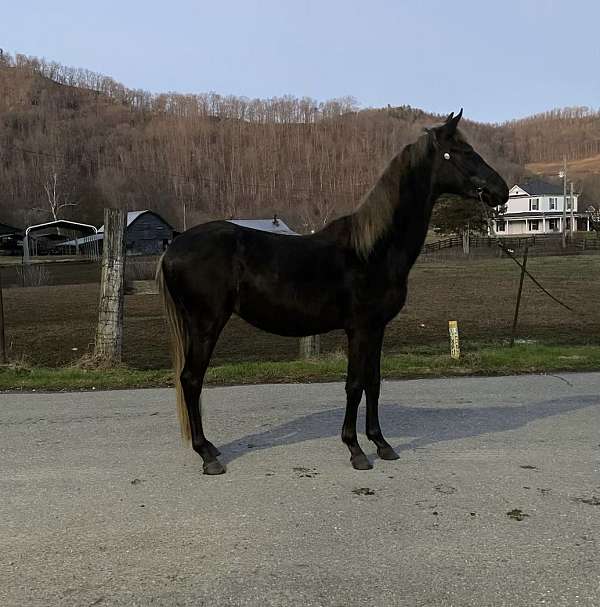 rocky-mountain-trail-horse-horse-gelding