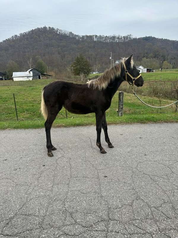 rocky-mountain-horse-filly-horse