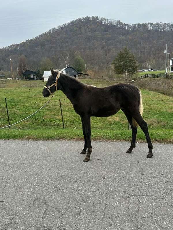 chocolate-rocky-mountain-filly-yearling