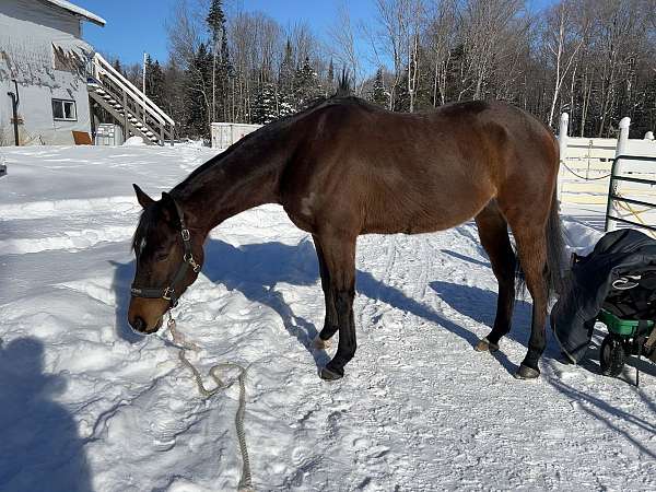 thoroughbred-gelding