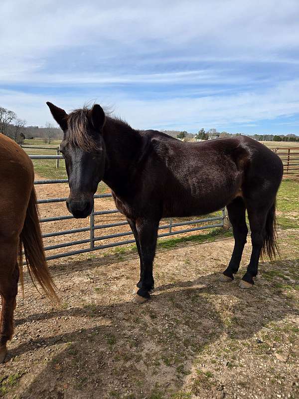 vaccines-up-to-date-gelding