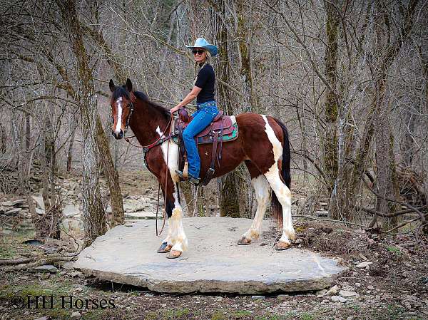 tra-gypsy-vanner-horse