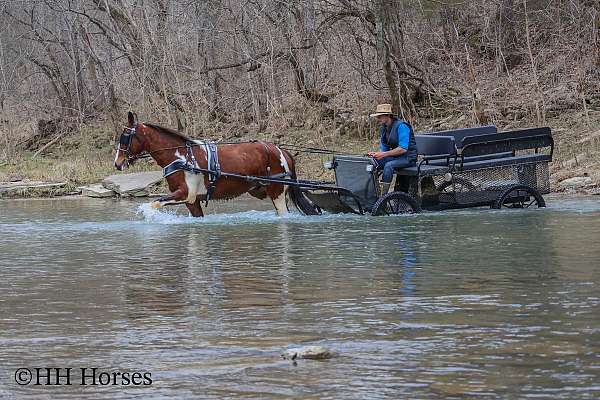 all-around-gypsy-vanner-horse