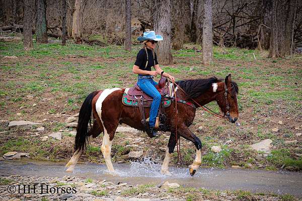 athletic-gypsy-vanner-horse