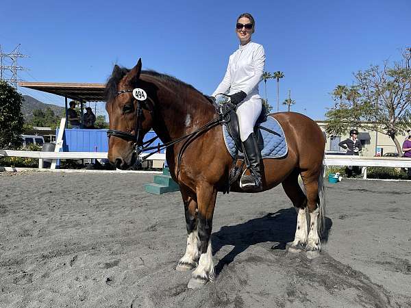 los-angeles-percheron-horse