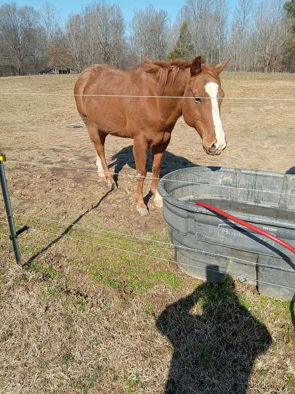 quarter-horse-gelding