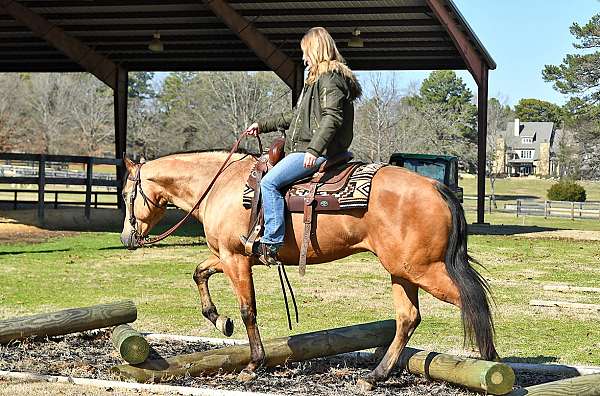 trail-horse-quarter