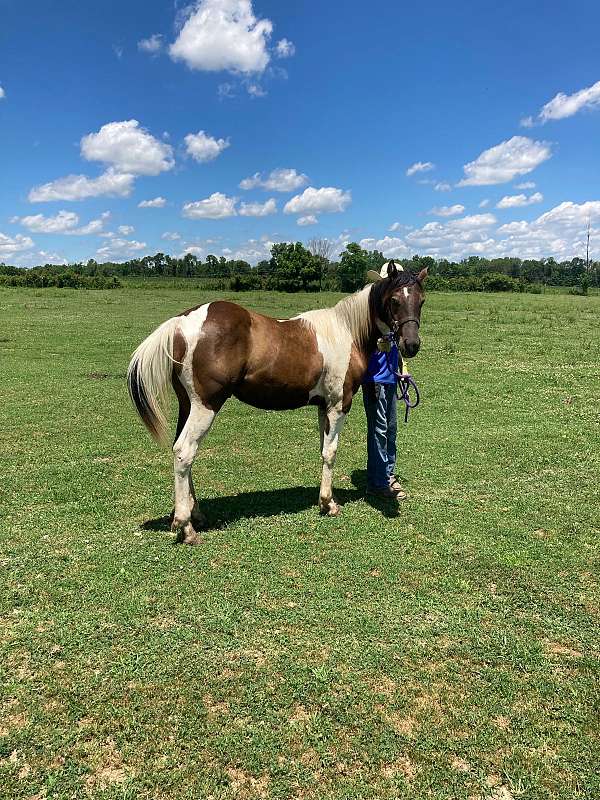 a-few-of-his-genetic-highlights-king-paint-horse