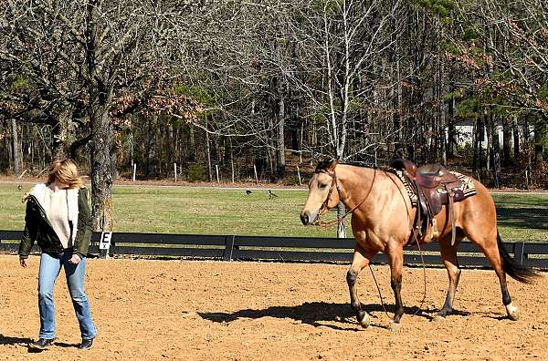 flashy-quarter-horse