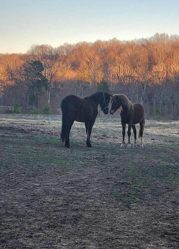 morgan-horse-for-sale