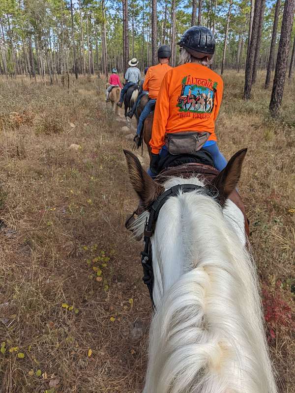 spotted-saddle-horse