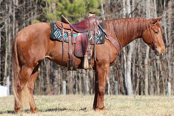 quarter-horse-mare