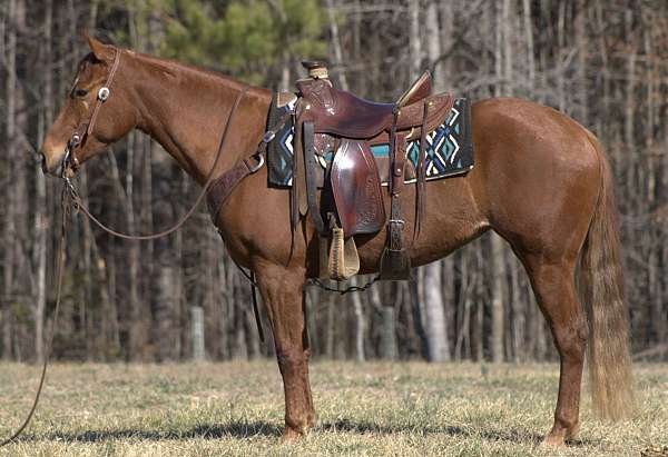 quarter-horse-for-sale