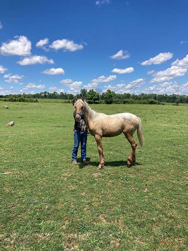 palomino-white-blanket-wspots-horse