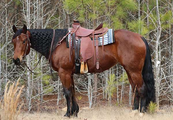 quarter-horse-mare