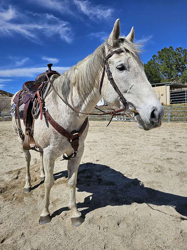 beginner-quarter-horse