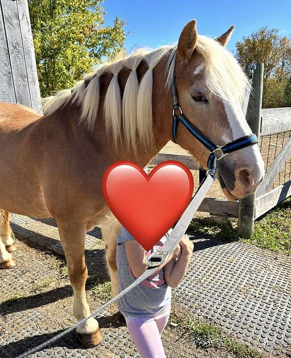 4-h-haflinger-horse