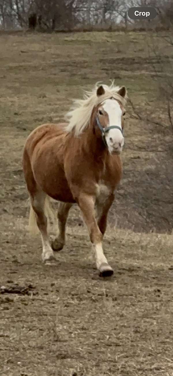 back-haflinger-horse