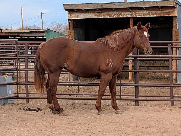 ranch-quarter-horse