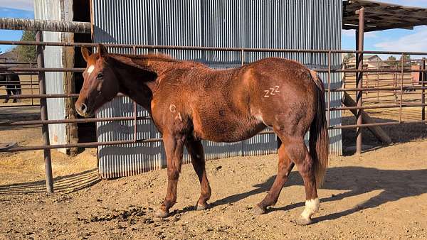 ranch-versatility-quarter-horse