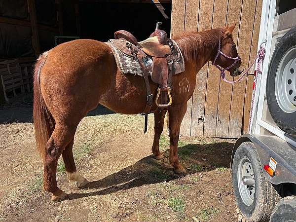 ranch-work-quarter-horse