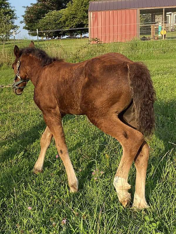 broke-to-lead-draft-horse