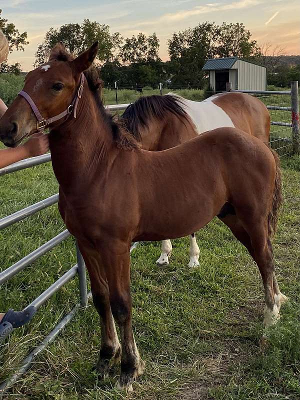 curious-draft-horse