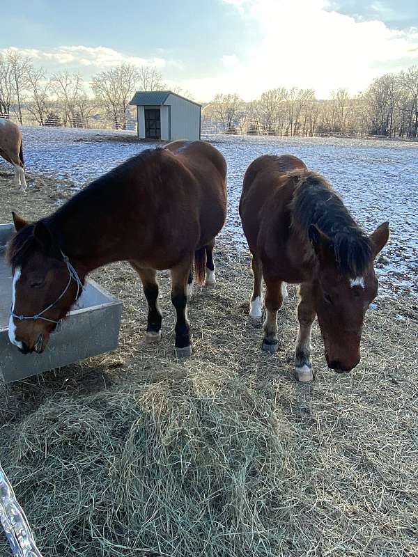 finish-draft-horse