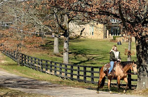 family-safe-quarter-horse