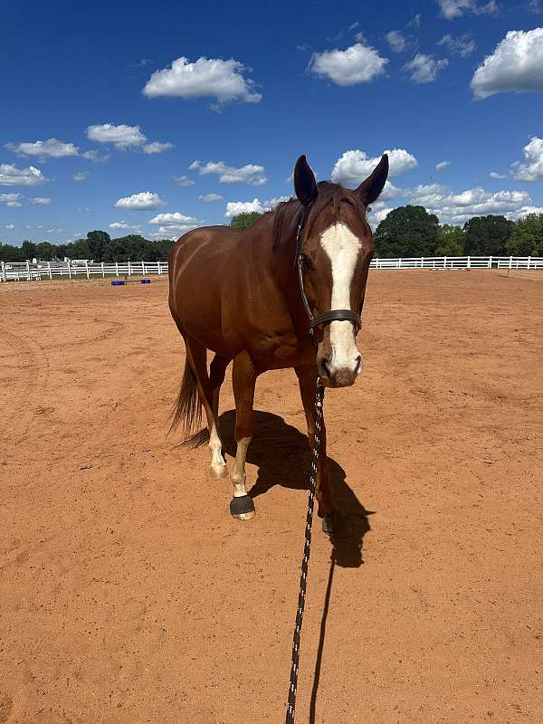 chestnut-white-stockings-sock-horse